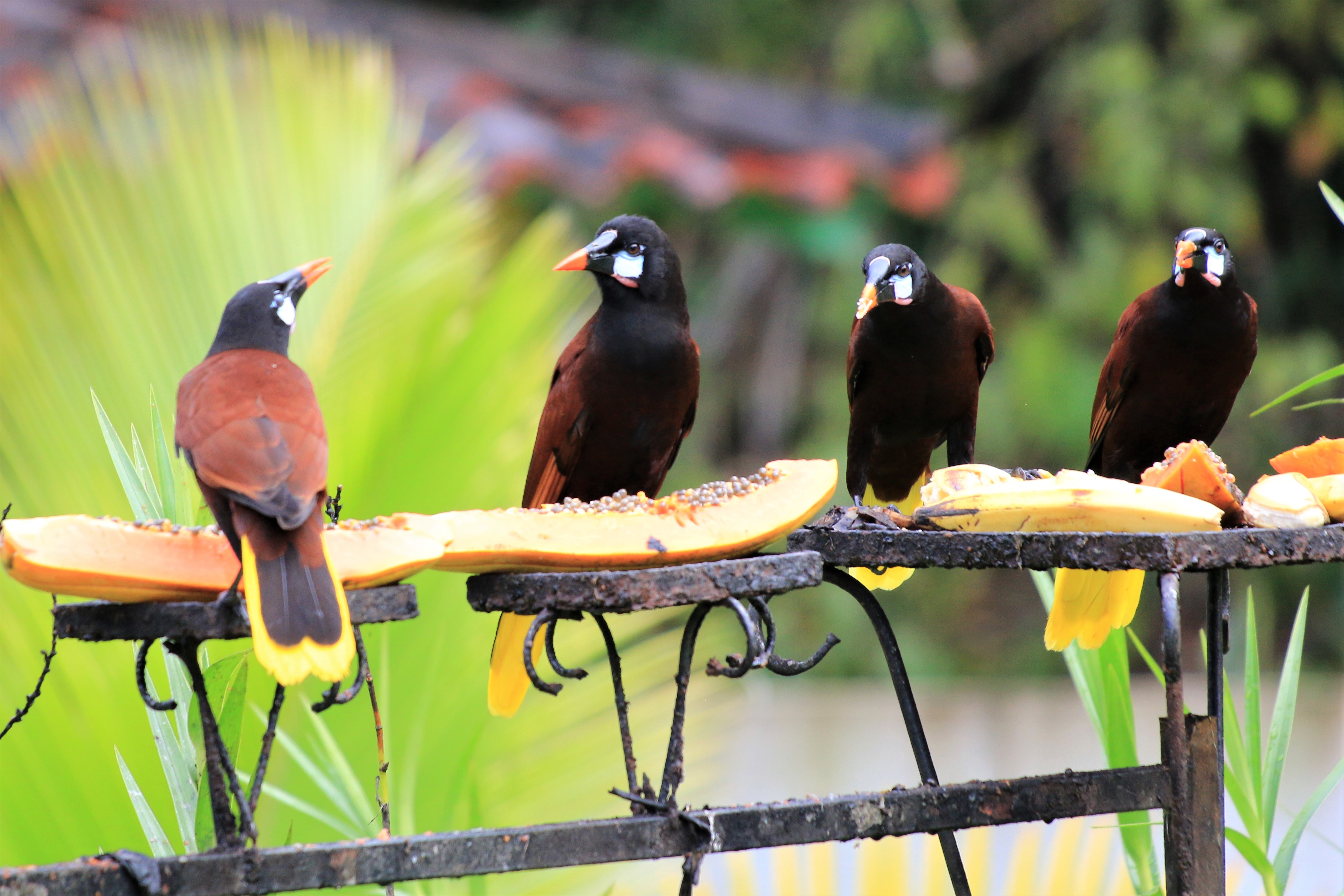 Costa Rica